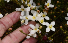 Lachnaea uniflora