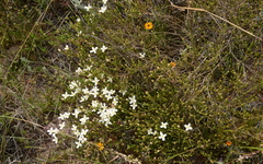 Lachnaea uniflora