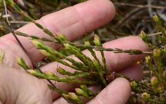 Lachnaea uniflora