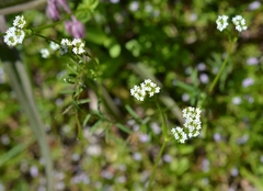 Valerianella radiata