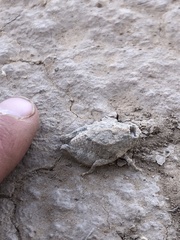 Phrynotettix robustus