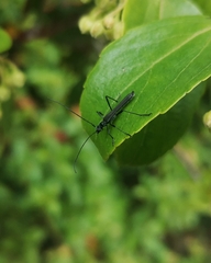 Stenorhopalus gracilis