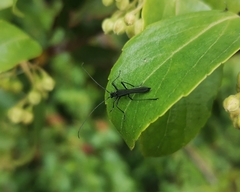 Stenorhopalus gracilis