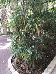 Chamaedorea seifrizii