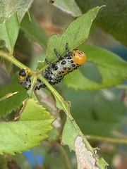 Arge ochropus