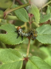 Arge ochropus
