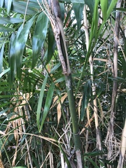 Chamaedorea seifrizii