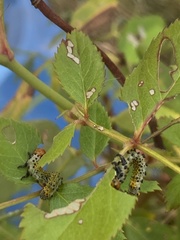 Arge ochropus