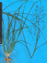 Eragrostis pectinacea pectinacea