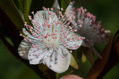 Eugenia involucrata