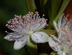 Eugenia involucrata