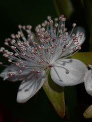 Eugenia involucrata