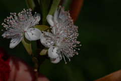 Eugenia involucrata