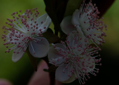 Eugenia involucrata