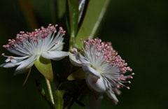Eugenia involucrata