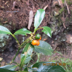 Palicourea boqueronensis