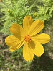 Cosmos sulphureus image