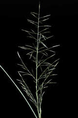 Eragrostis pectinacea pectinacea