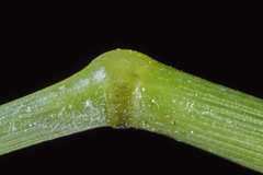 Eragrostis pectinacea pectinacea