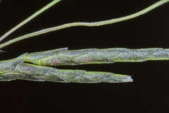 Eragrostis pectinacea pectinacea