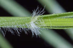 Eragrostis pectinacea pectinacea