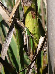 Staurorhectus longicornis