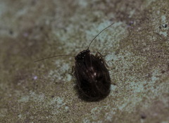 Calopsocus