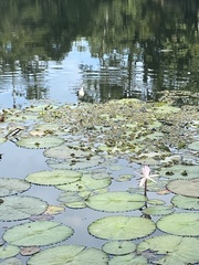 Nymphaea lotus