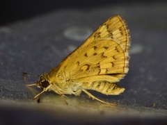 Potanthus pseudomaesa