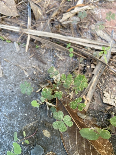 Oxalidaceae image