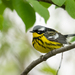 Magnolia Warbler - Photo (c) Melissa Penney, some rights reserved (CC BY-NC), uploaded by Melissa Penney
