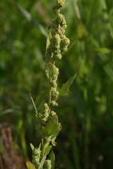 Chenopodium acerifolium
