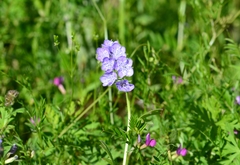 Phacelia hirsuta