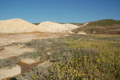 Ranunculus polyrhizos