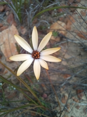 Dimorphotheca acutifolia