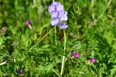 Phacelia hirsuta