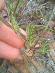 Dimorphotheca acutifolia