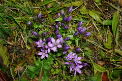 Gentianella austriaca