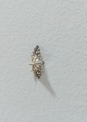 Glyphodes onychinalis