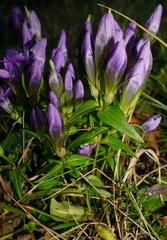 Gentianella austriaca
