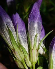 Gentianella austriaca