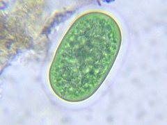 Cyanothece aeruginosa
