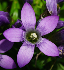 Gentianella austriaca
