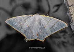 Ourapteryx margaritata