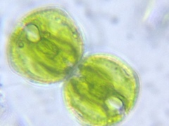 Cosmarium contractum