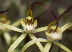 Caladenia xantha