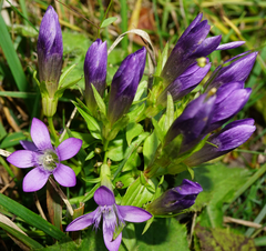 Gentianella austriaca