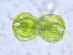 Cosmarium contractum