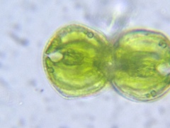 Cosmarium contractum