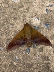 Oryba achemenides